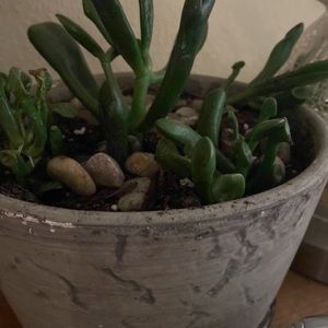 Meet your Posher, Jenny